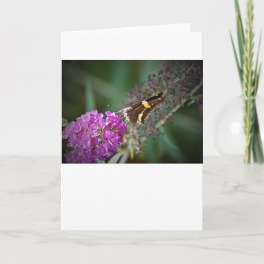 バタフライカード カード (正面)