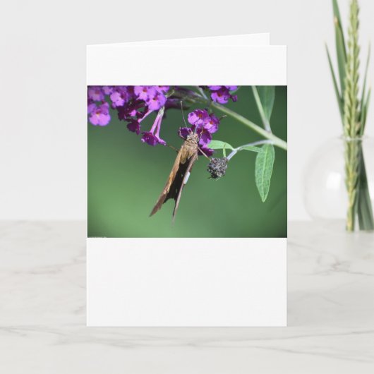 バタフライカード カード (正面)