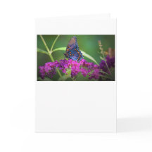 バタフライカード