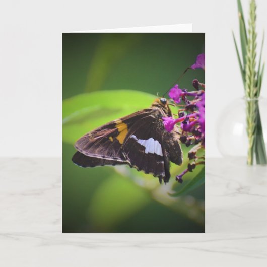 バタフライカード カード (正面)