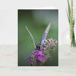 バタフライカード カード