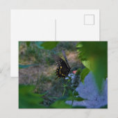 バタフライカード ポストカード (正面/裏面)