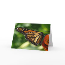 バタフライカ空白のード