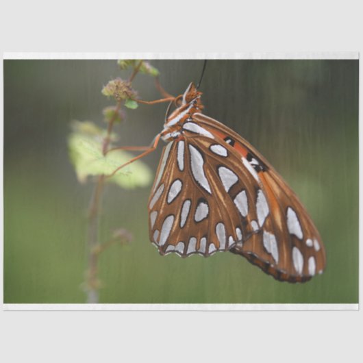 バタフライガルフフリッチャリーパッションオレンジグリーン 薄葉紙 (正面)