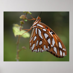 バタフライガルフフリティラリーのパッションオレンジスポッテッド ポスター
