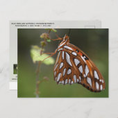 バタフライガルフフリティラリーのパッションオレンジスポッテッド ポストカード (正面/裏面)