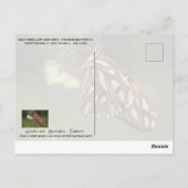 バタフライガルフフリティラリーのパッションオレンジスポッテッド ポストカード (裏面)