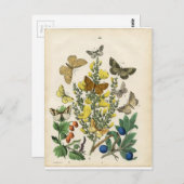 バタフライガーデン ポストカード (正面/裏面)