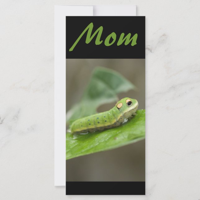 バタフライキャタピラ幼生 (正面)