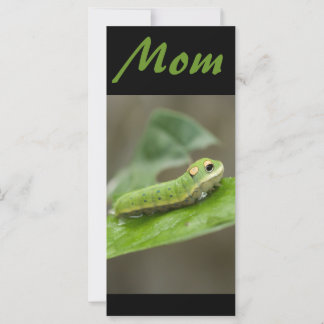 バタフライキャタピラ幼生