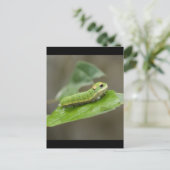 バタフライキャタピラ幼生 ポストカード (スタンド正面)