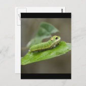 バタフライキャタピラ幼生 ポストカード (正面/裏面)