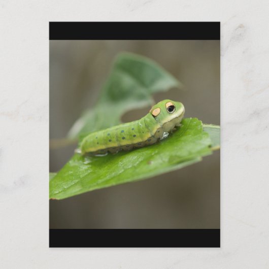 バタフライキャタピラ幼生 ポストカード (正面)