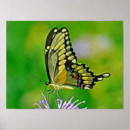 バタフライグローリー ポスター