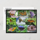 バタフライコラージュ葉書 ポストカード (正面/裏面)