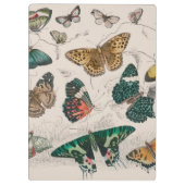 バタフライコレクションアンティーク蝶 クリップボード (裏面)