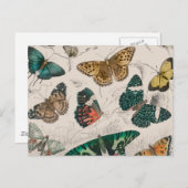 バタフライコレクションアンティーク蝶 ポストカード (正面/裏面)