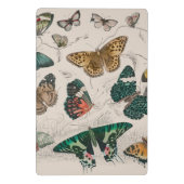 バタフライコレクションアンティーク蝶 ミニクリップボード (裏面)