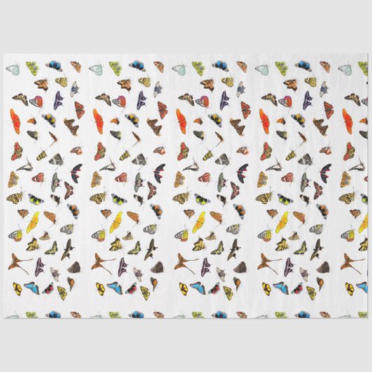 バタフライコレクションデカップージティッシュペーパー 薄葉紙 (正面)