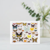 バタフライコレクション ポストカード (スタンド正面)