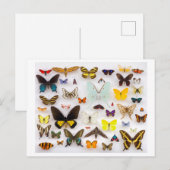 バタフライコレクション ポストカード (正面/裏面)