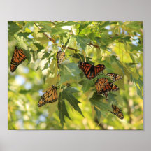 バタフライコンベンション