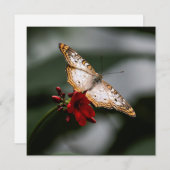 バタフライサンキュー サンキューカード (正面/裏面)