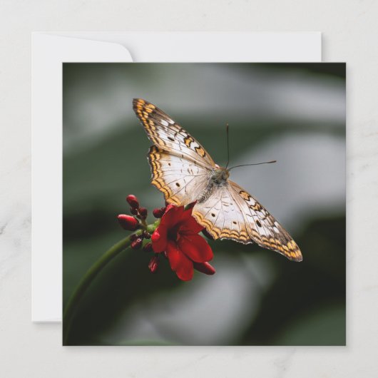 バタフライサンキュー サンキューカード (正面)