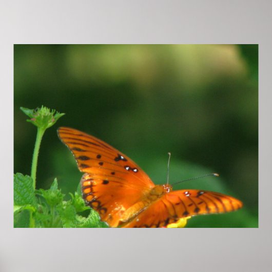 バタフライシリーズ ポスター (正面)