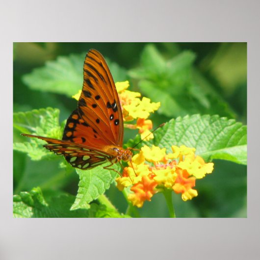 バタフライシリーズ ポスター (正面)