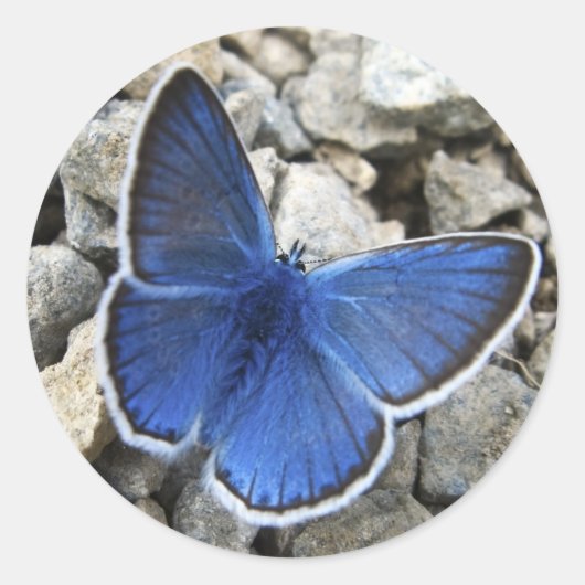 バタフライシール ラウンドシール (正面)