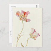 バタフライチューリップバイマーガレットアームストロング ポストカード (正面/裏面)