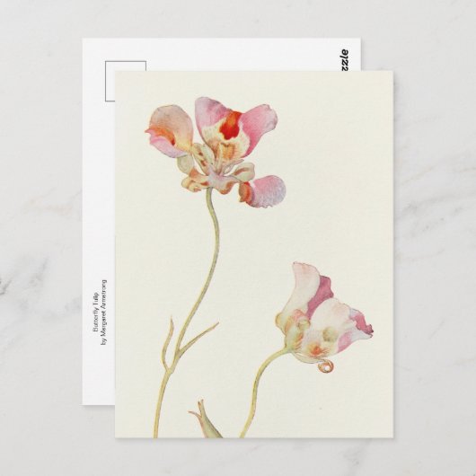 バタフライチューリップバイマーガレットアームストロング ポストカード (正面/裏面)