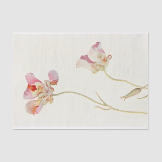 バタフライチューリップバイマーガレットアームストロング 薄葉紙 (正面)