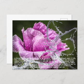 バタフライハガキ シーズンポストカード