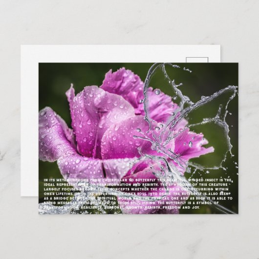 バタフライハガキ シーズンポストカード (正面/裏面)