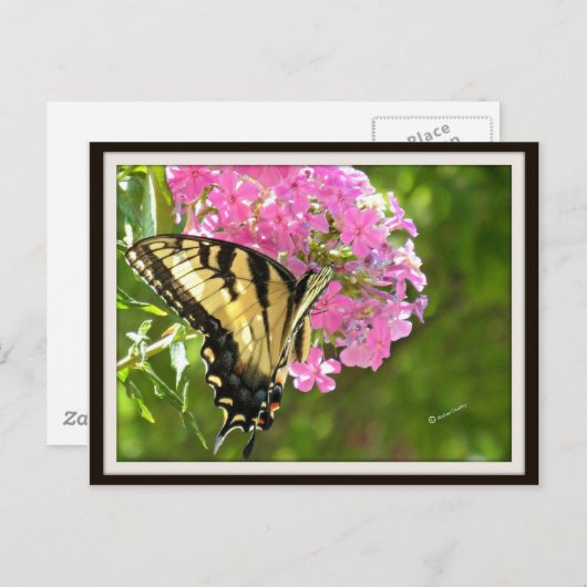 バタフライハガキ ポストカード (正面/裏面)