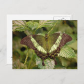 バタフライハガキ ポストカード (正面/裏面)