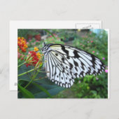 バタフライハガキ ポストカード (正面/裏面)