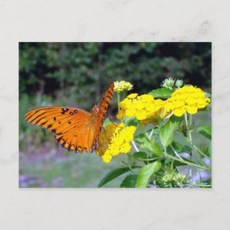 バタフライハガキ ポストカード