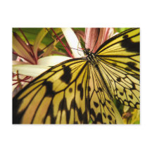 バタフライハガキ