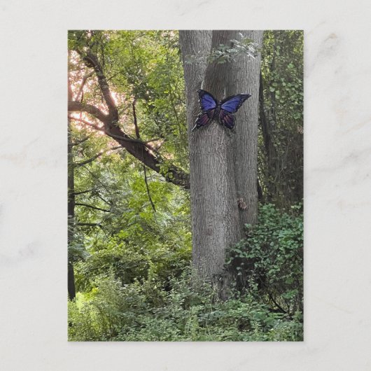 バタフライパーク ポストカード (正面)