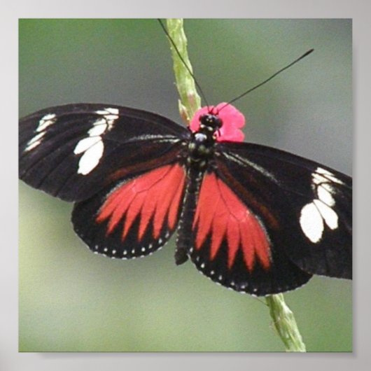 バタフライフォトデザインプリント ポスター (正面)