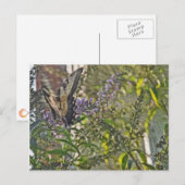 バタフライブッシュ2 ポストカード (正面/裏面)