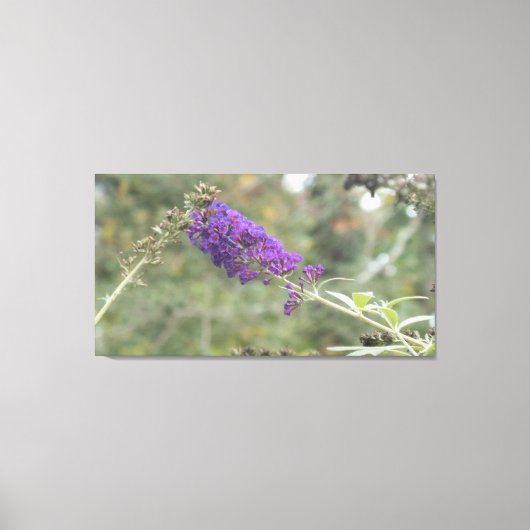 バタフライブッシュ キャンバスプリント (正面)