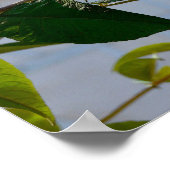 バタフライブッシュ、デンマーク、オールドデンマークの町 ポスター (角)