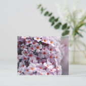 バタフライブッシュ ポストカード (スタンド正面)