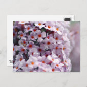 バタフライブッシュ ポストカード (正面/裏面)