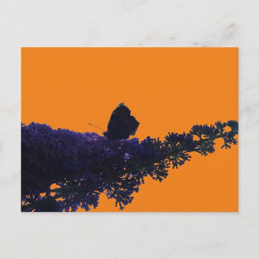 バタフライブッシュDIYポストカード上のアザラシ蝶 ポストカード (正面)