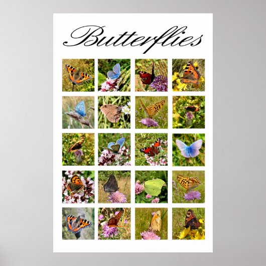 バタフライポスター ポスター (正面)